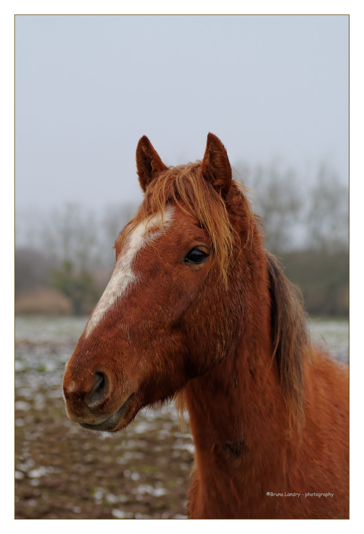 [Fil - Ouvert ] Chevaux - Page 4 130256IMGP0498DxODxOcopie