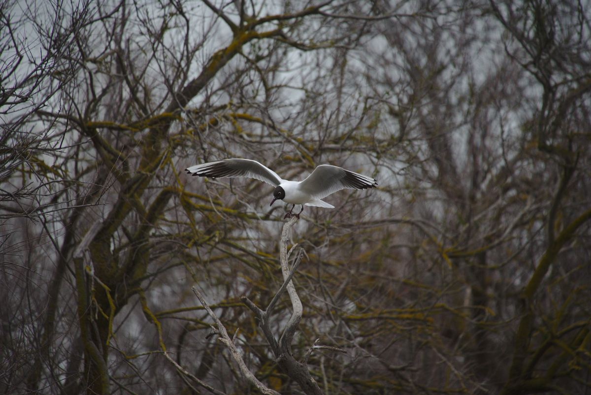 [tiotiti] Animaux de Camargue - Page 10 131416DSC2434