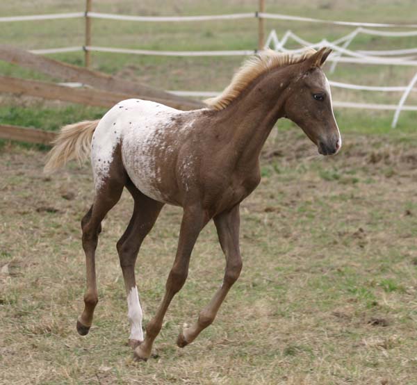 Jouvence D'Hakir • Arappaloosa • 4 ans 135864IMG6349