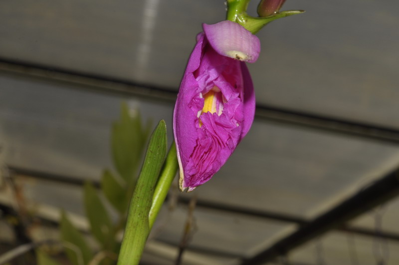 Sobralia portillae 136926Sobraliaportillae0140