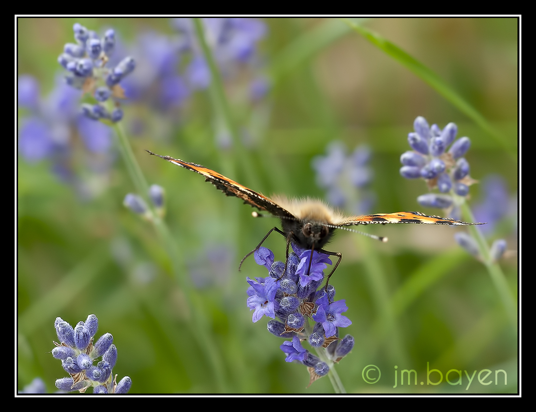 Aglais urticae (Petite Tortue ) 137006JMB6809