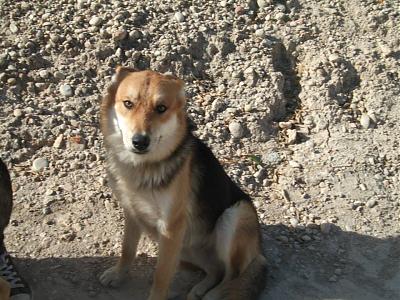 ANTONIO, Croisé BA/husky, né en avril 2013 Espagne  ADOPTE 137582antonio