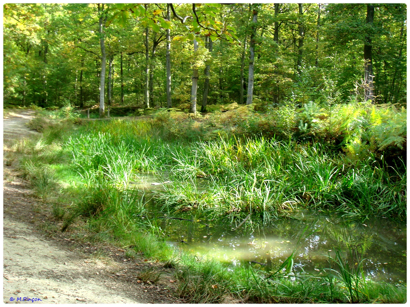 [fil ouvert] la forêt dans tous ses états - Page 7 138981DSC011230