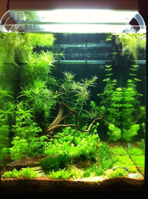 Nouveau 90l cubique aquascaping 13922121