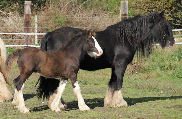 11 - 78 IC... Black Rose Tan (Gypsy Rose x Gwenog Tan) belles photos bas P3 - Page 2 139277Photo476