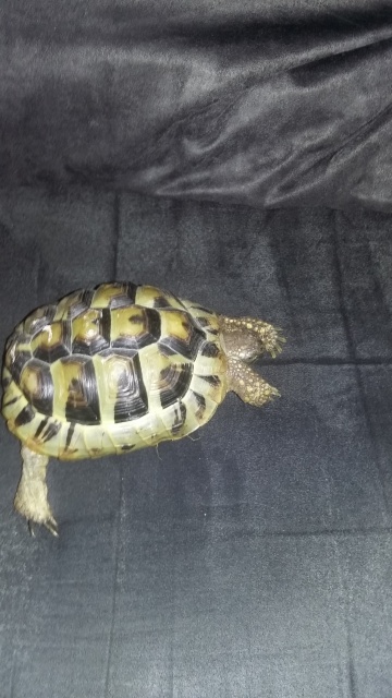 Identification tortue + aide si possible 140551434