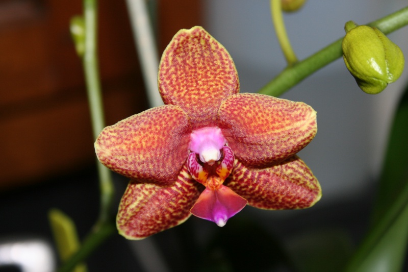 phalaenopsis cuivre bouddha 141146IMG9147