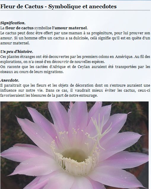 Le langage des fleurs 141245Cactus