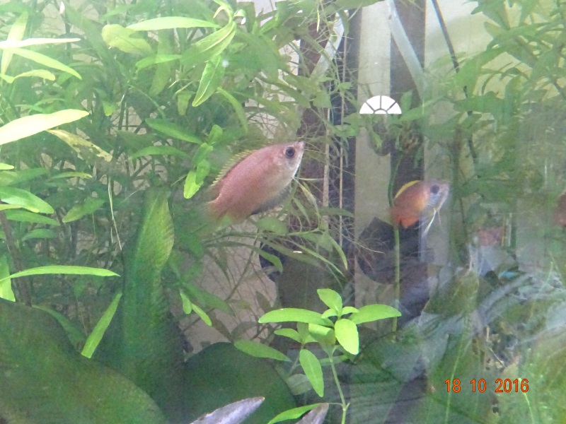 Gourami miel Trichogaster chuna 143311Chuna