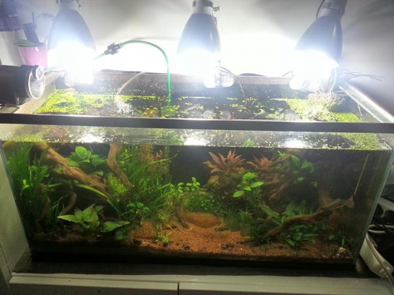 aquarium 96L avec quelques plantes 144593aqua2