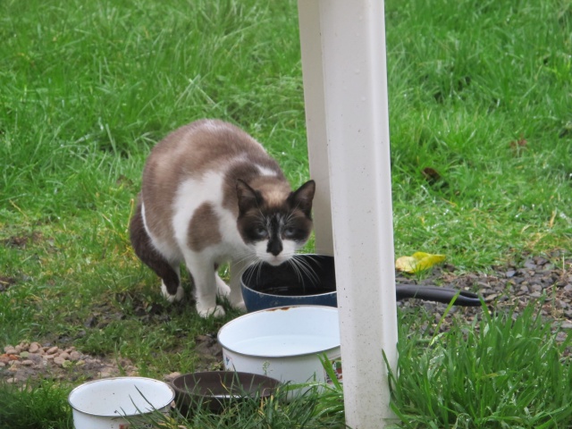 URGENT - 14 chats à sauver avant le mois de mars (35 DOL DE BRETAGNE) 146487juliette3