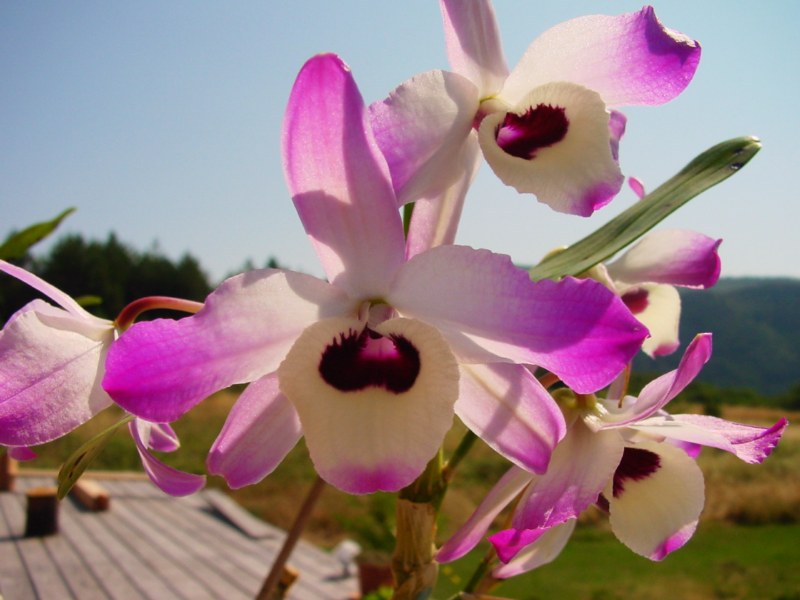 Dendrobium nobile 147230DSC05992800x600