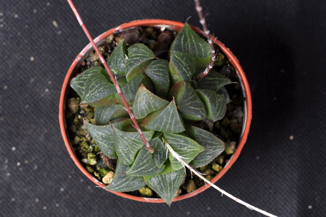 Mes Haworthia 147451magnificaRiverdalePK120930003