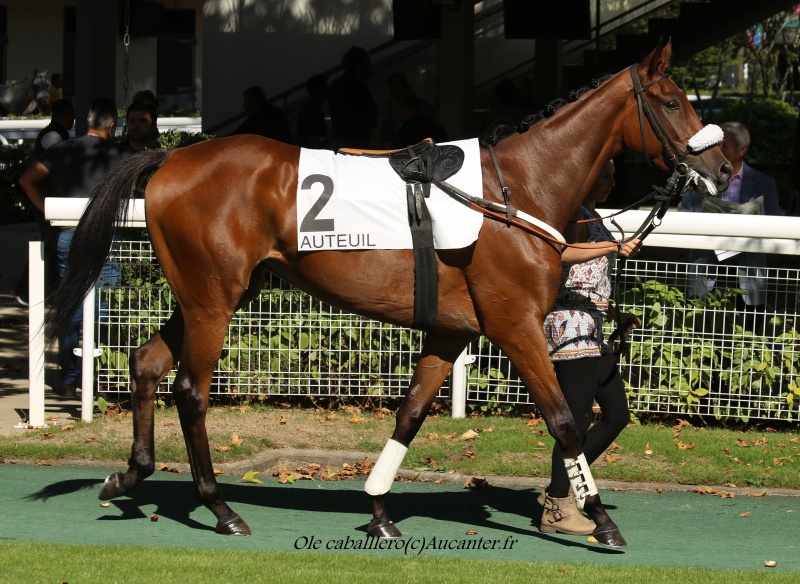 Photos Auteuil 24-09-2016 1479675J6A6815