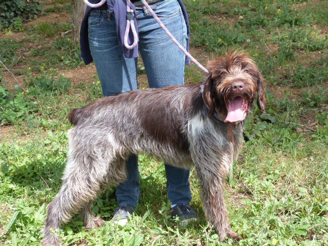 GIPSY Griffon korthal 3 ans - Spa de Poitiers (86) 148688155rGipsy3