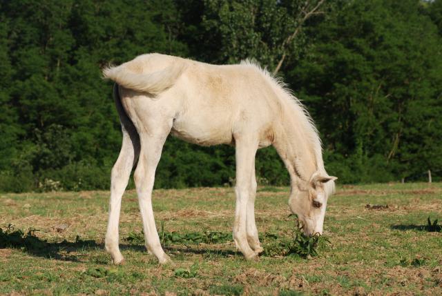 Samouraille, arabe-barbe marocain isabelle sabino 149401Anja