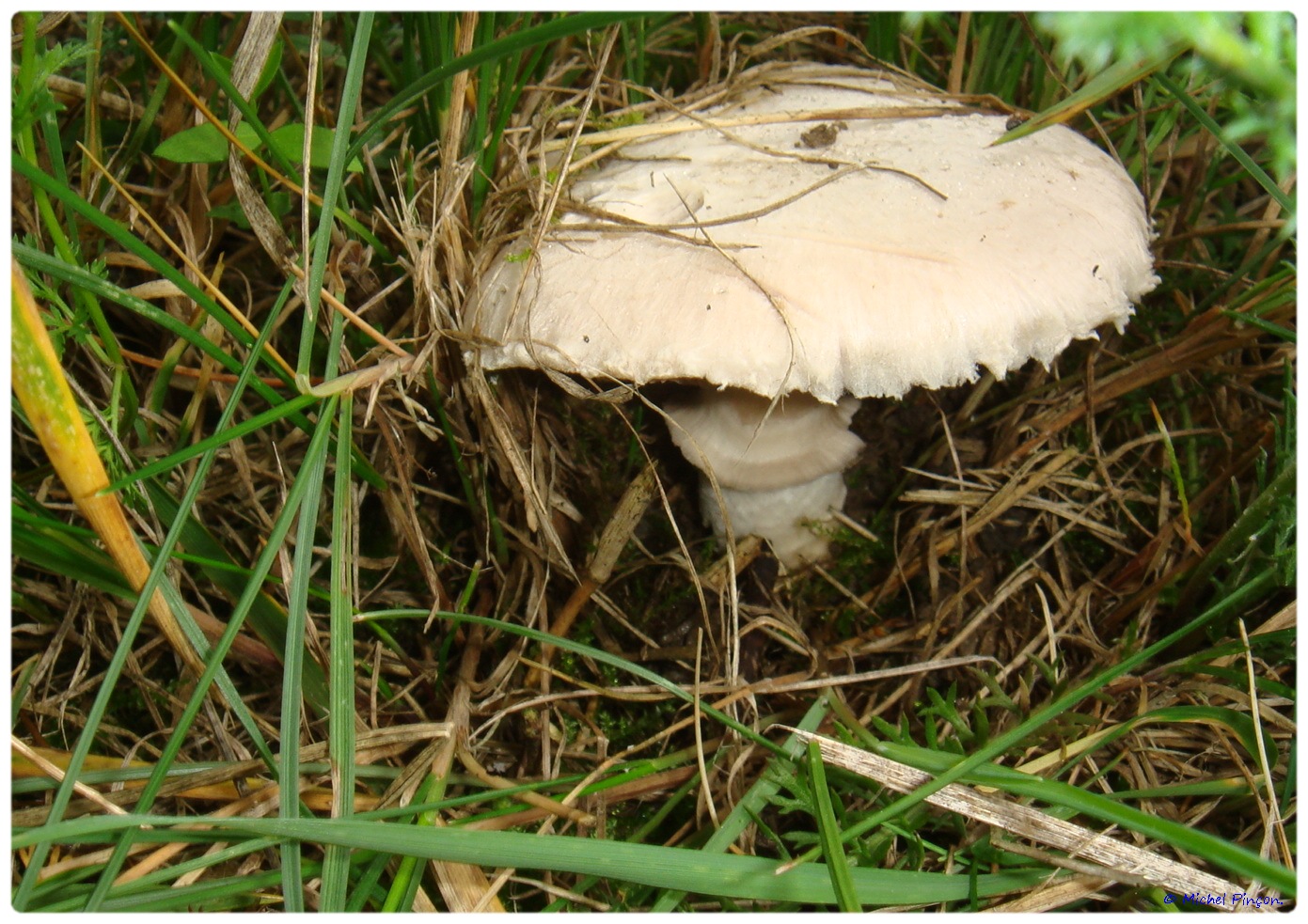 [fil ouvert] les champignons - Page 3 150390DSC011478