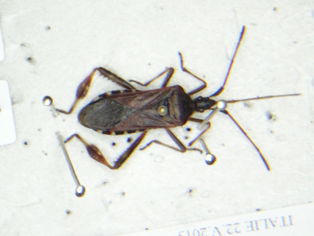 [Leptoglossus occidentalis] punaise 1 150613DSC06171