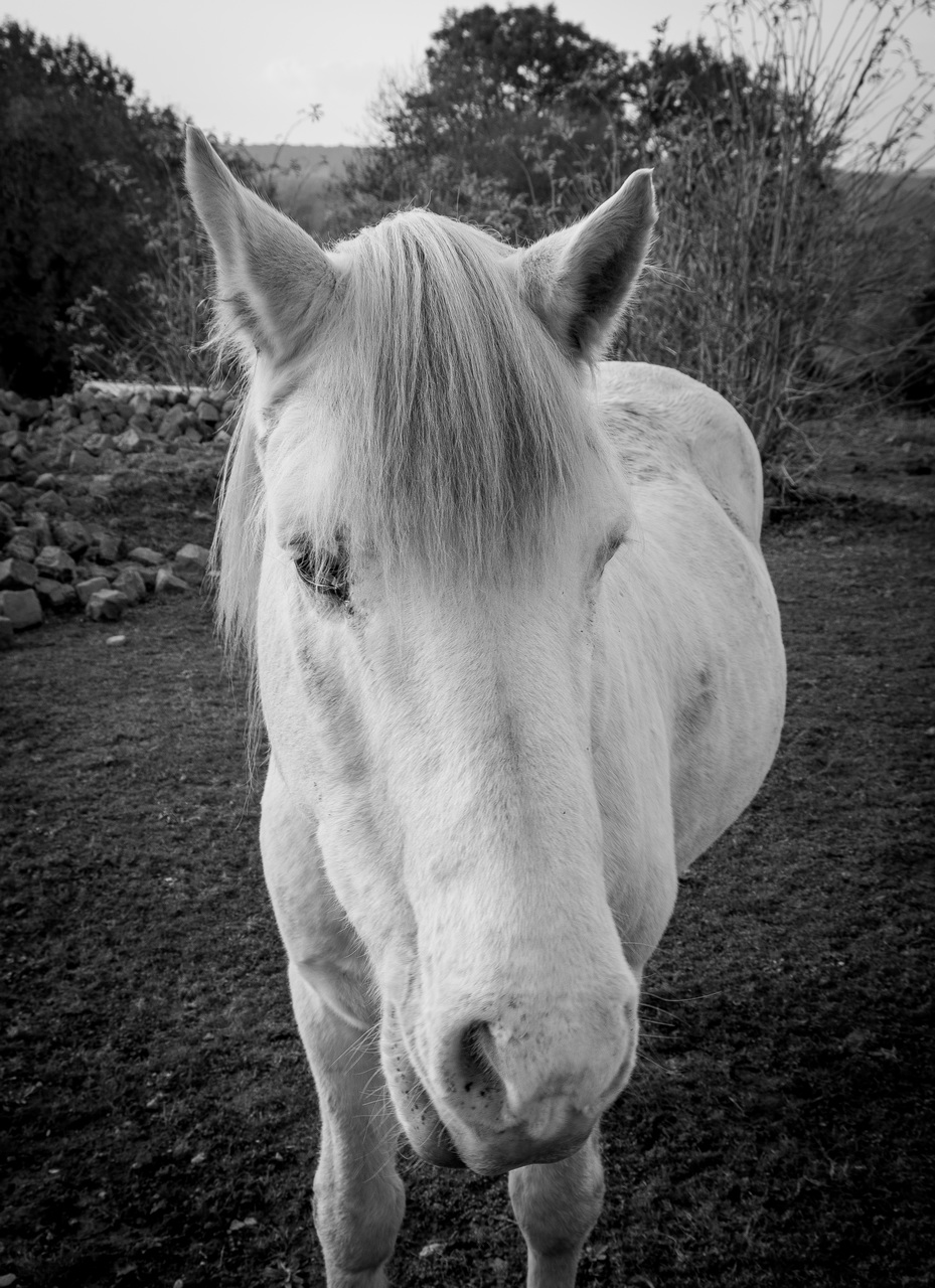 Noir et Blanc / Sépia / Désaturation partielle / Traitements divers - Page 40 153248IMGP2222