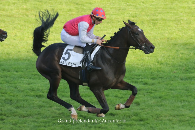 Photos Auteuil 9-10-2016 1550495J6A8096