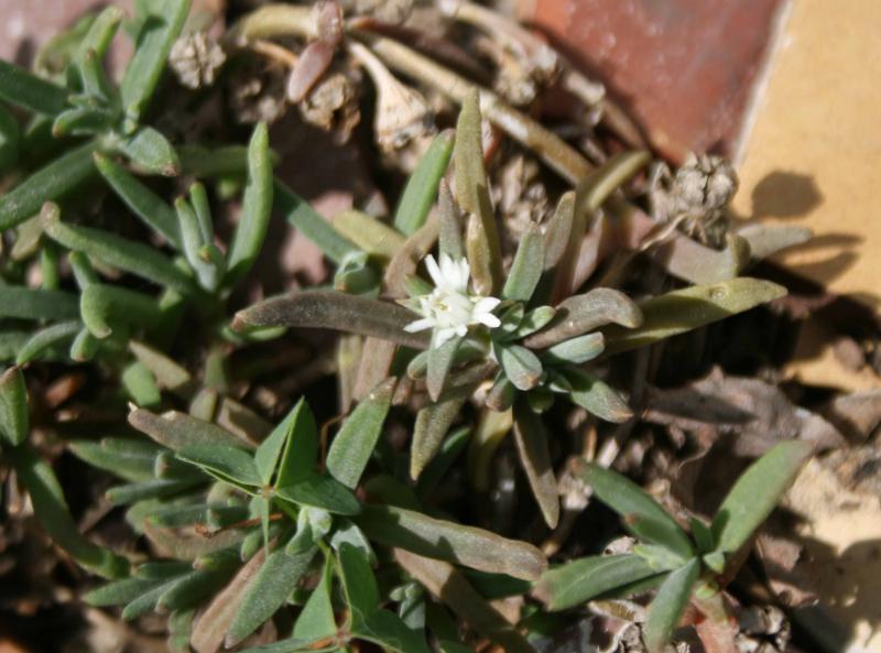 Delosperma napiforme  155797delospermanapiformefleur