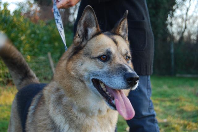 OTIS XHUSKY 8 ans REF  sage, docile, sympa (58) ADOPTE 156701DSC_0595