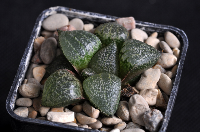 Mes Haworthia 160886emelyaeGM256FH120929002