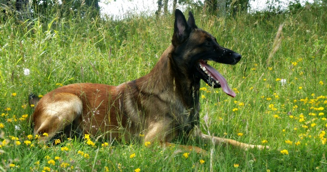 Un trio de malinois !  - Page 12 161478lm042