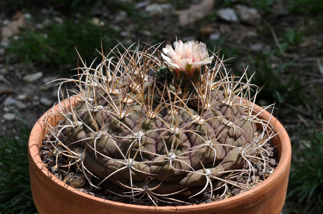 Floraisons de mes Gymnocalycium 161560gymnocalyciumpflanziialbipulpa1107012