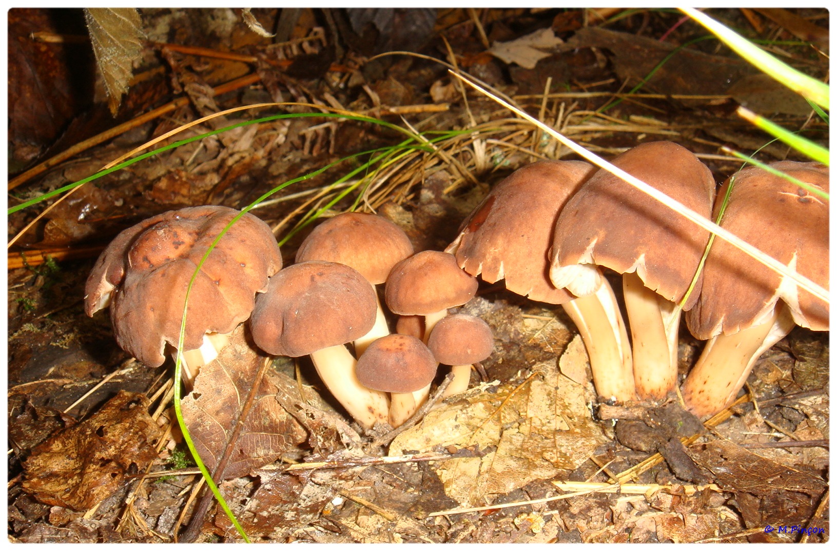 [fil ouvert] les champignons 162368DSC011182