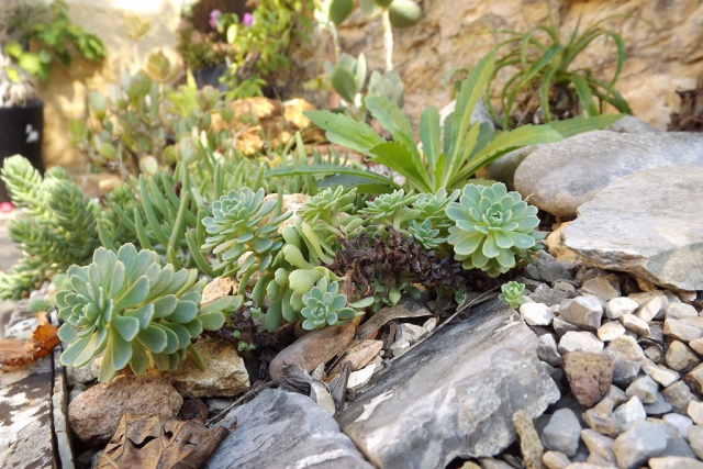 Rhodiola pachyclados (= Sedum pachyclados) 163285sedumpachyclados