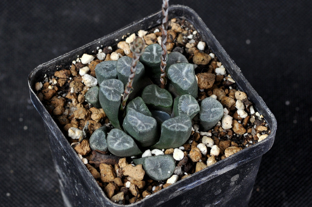 Mes Haworthia 163814maughaniiVA66701STC121002001