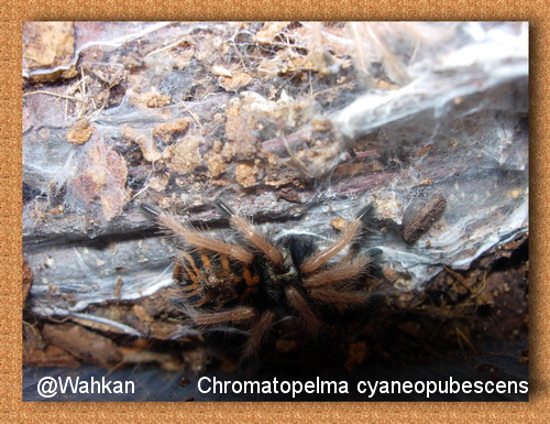 Mygalon Chromatopelma cyaneopubescens 165118chromatopelmacyaneopubescens