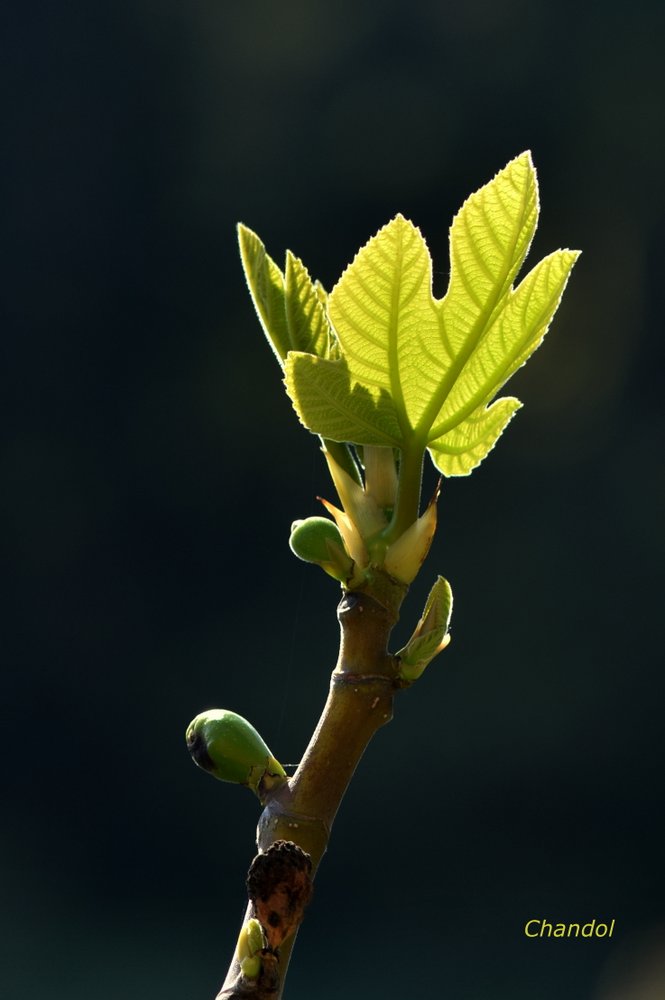 Feuilles 165438DSC0007001