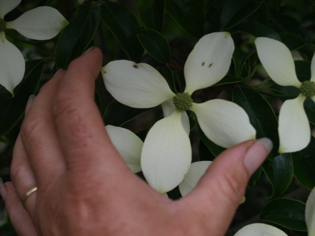 cornus hong kong 167378P7111857