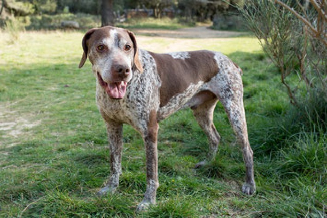 DUCc 9 ANS X BRAQUE 5 ANS DE BOX GENTIL SOCIABLE EPILEPTIQUE (mais rien de grave) SPA BAUX PROVENCE  168206duc