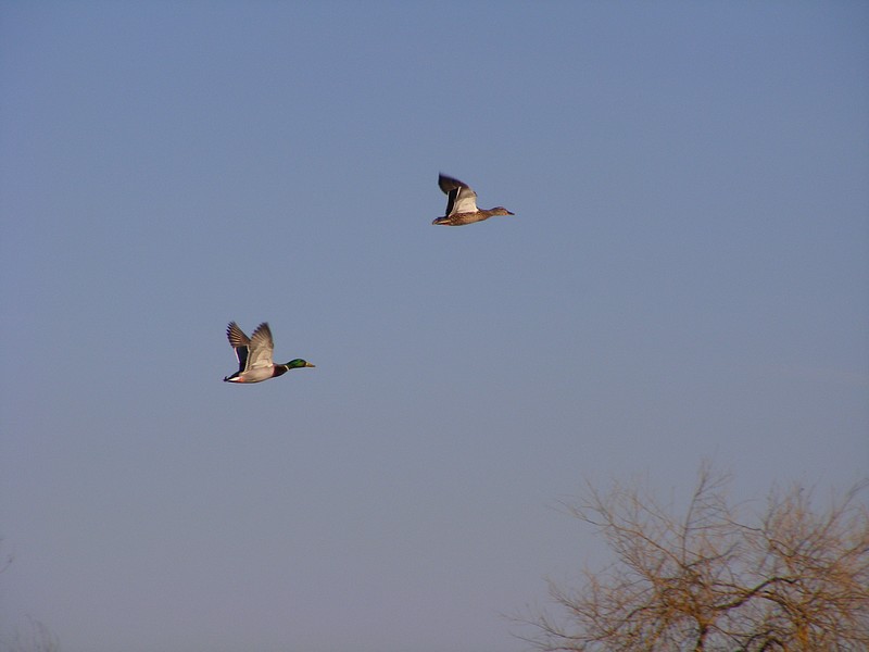 Mes pêches 2011 1685218