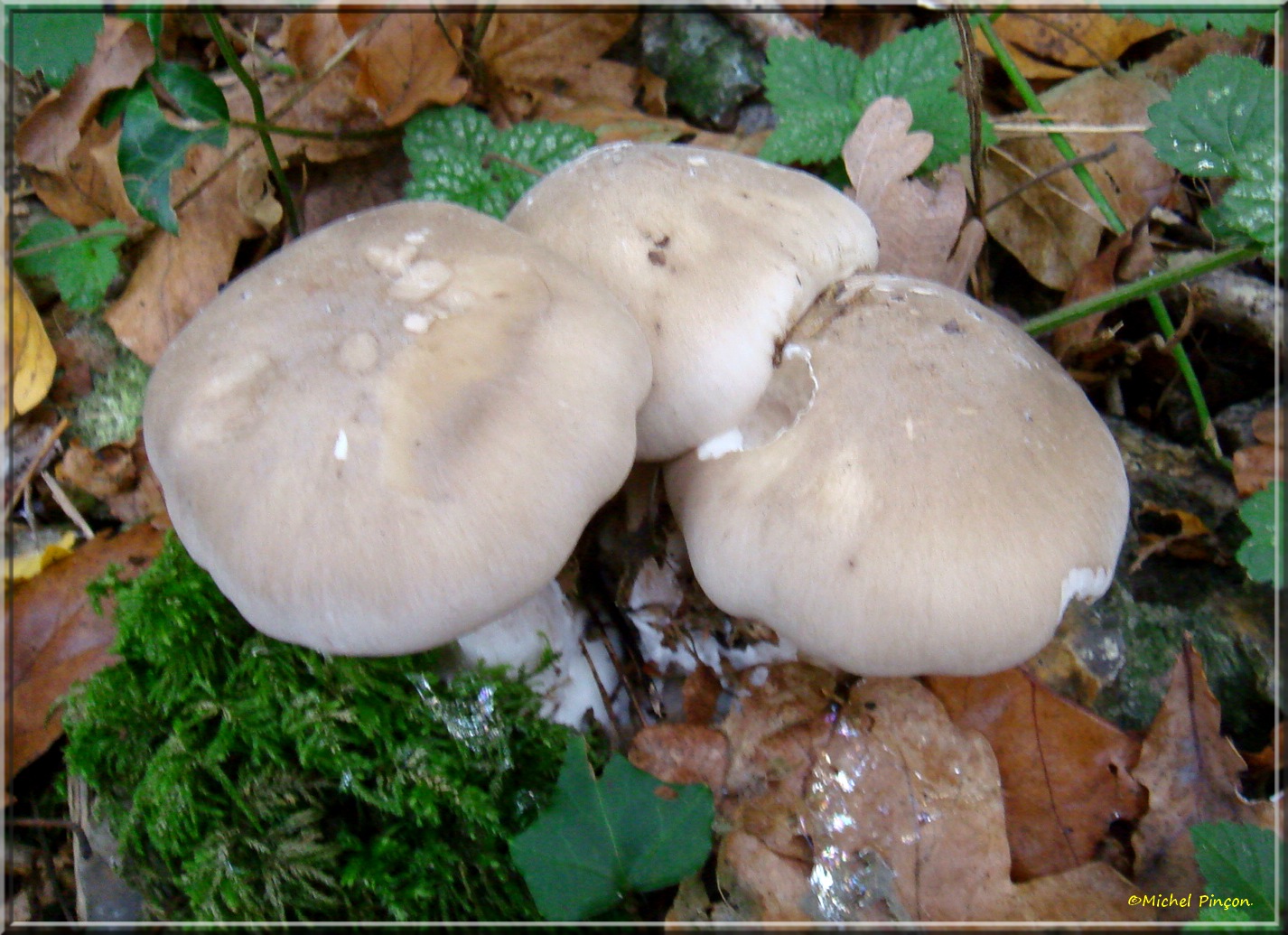 [fil ouvert] les champignons - Page 8 169818DSC014209