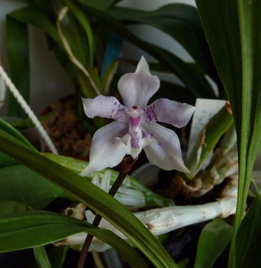 Paradisanisia Azur (Aganisia cyanea x Paradisanthus micranthus) 170349P1070578