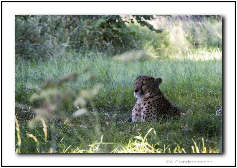 Safari Francilien 170526DSC4249