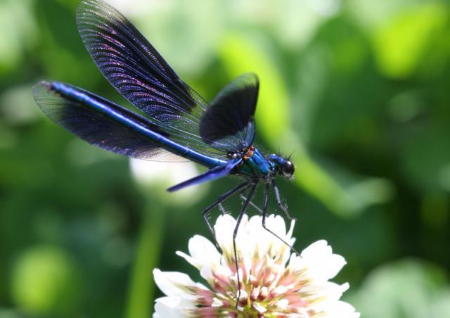 Quelques libellules et demoiselles... 171467Insectes24mai09031800x600