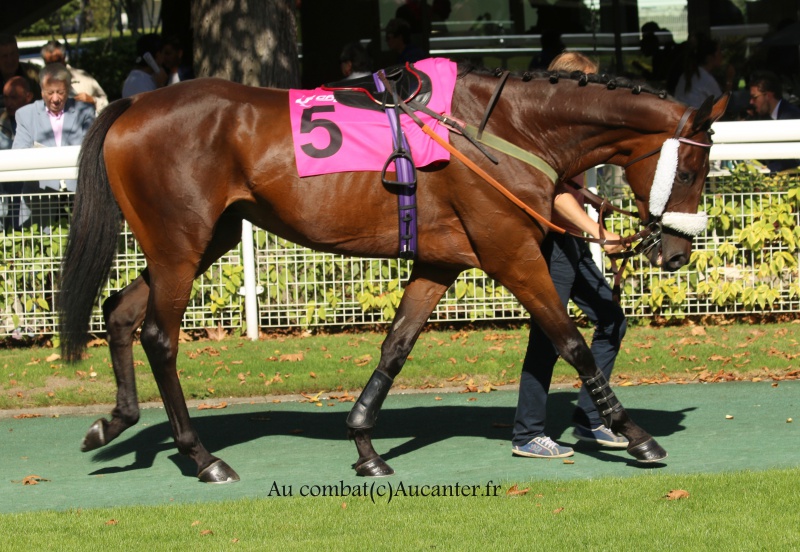 Photos Auteuil 24-09-2016 1730475J6A7016