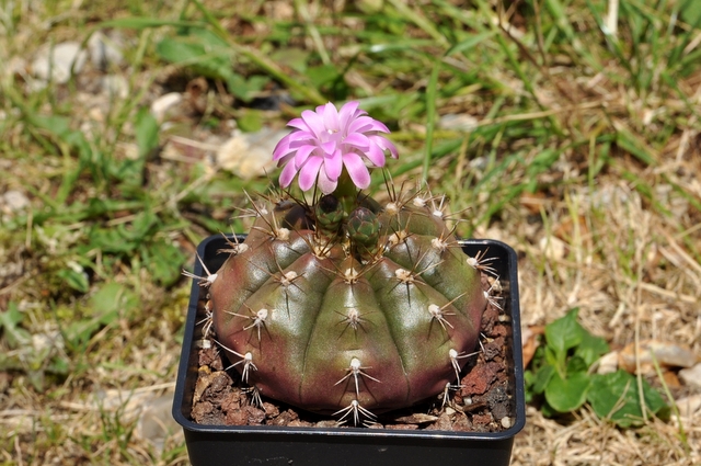 GYMNOCALYCIUM !!! 175257100704006