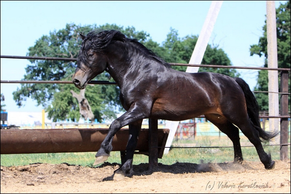 Cours de Peche Melba avec Pilou 176261exmoor1a