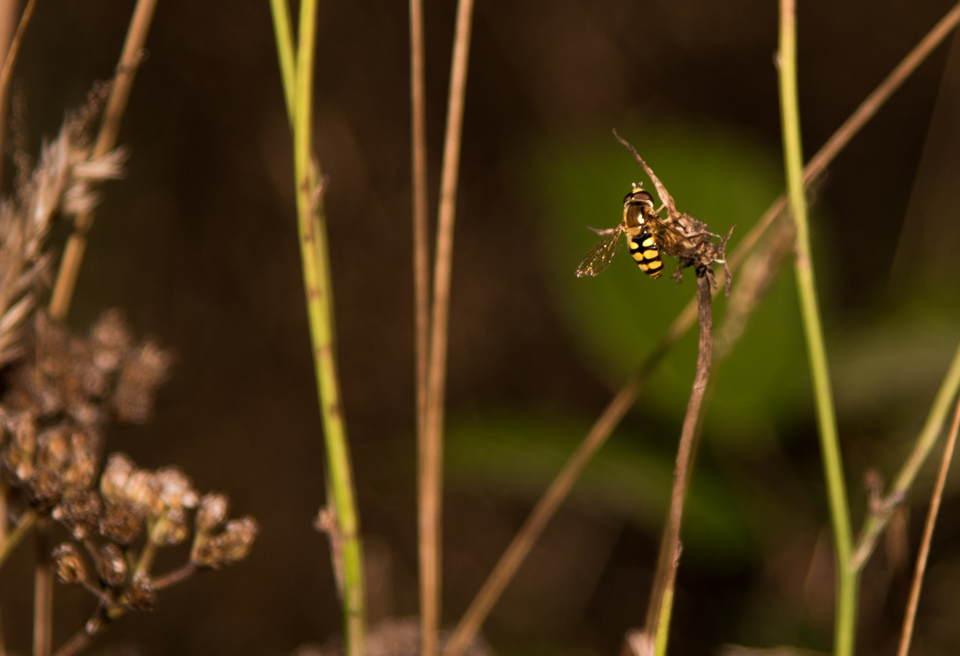 Paysages - Nature - Page 15 177048Abeille