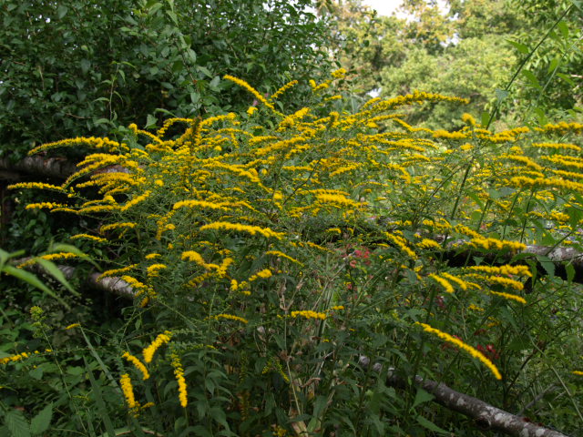  verge d'or ( Solidago ) - Page 2 180086P9233055