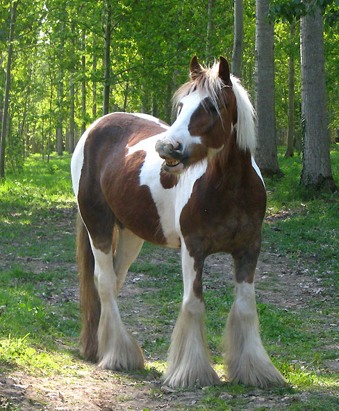 Mes gypsy cobs, tachus ou non 183124Rosie