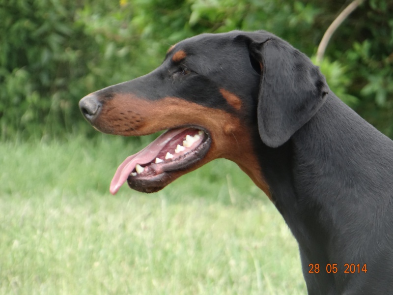 mes Dobermanns - Page 4 183967DSC02222