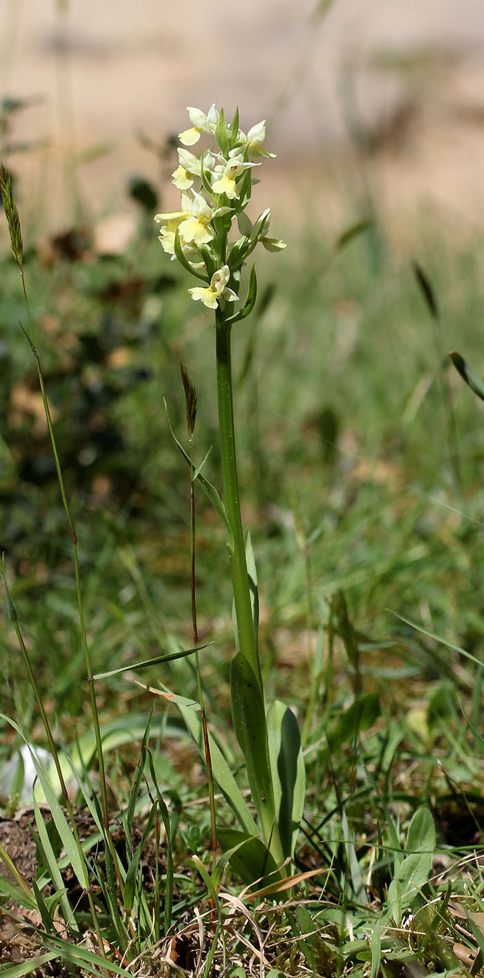 Dactylorhiza insularis ( Orchis des îles ) 184645IMG6244forum