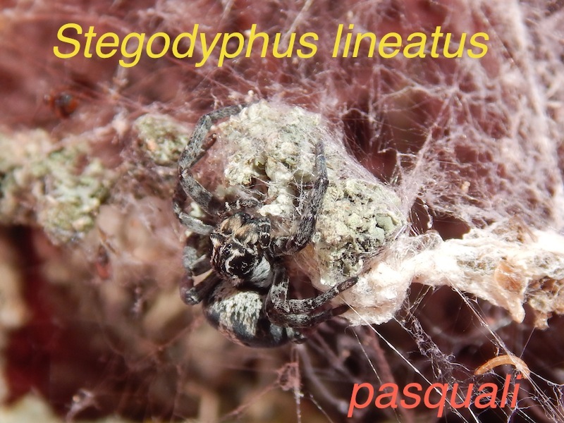 Stegodyphus lineatus 187734RSCN2641